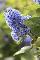 Ceanothus arboreus 'Trewithen Blue', April 