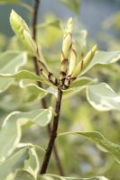Pittosporum eugenioides 'Variegatum', April - Lemonwood 
