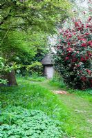 Thatched garden room with Camellias - Blakenham Woodland Garden, Suffolk
