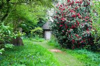Thatched garden room with Camellias - Blakenham Woodland Garden, Suffolk
