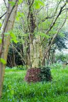 Wood sculpture at Blakenham Woodland Garden, Suffolk