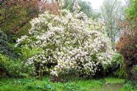 Magnolia 'Alexandrina' - Blakenham Woodland Garden, Suffolk