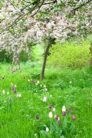 Malus floribunda - Crabpples in blossom with underplanted Tulipa varieties inc T. 'Peerless Pink', 'Negrita', 'Snowstar' in meadow grass - Feeringbury Manor, Essex NGS
 