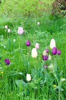 Tulipa in meadow grass varieties inc T. 'Peerless Pink', 'Negrita', 'Snowstar' in meadow grass - Feeringbury Manor, Essex NGS