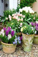Mixed Tulipa and Hyacinthus underplanted with Violas in containers outside front door