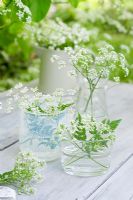 Display of Cow Parsley in glass containers