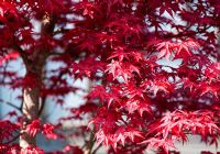 Acer palmatum 'Deshojo' - Bonsai Japanese maple leaves