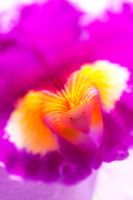 Laeliocattleya prism palette - The clown orchid flower abstract