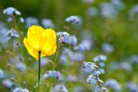 Meconopsis cambrica - Welsh Poppy flower lit up by the sun amongst Myosotis, Forget me not flowers