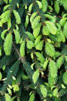Picea abies reflexa - Weeping Norway Spruce needles