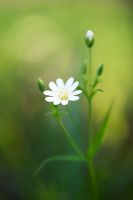 Stellaria holostea - Addersmeat or Greater Stitchwort wildflower