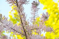Tamarix ramosissima - Tamarisk tree flowering