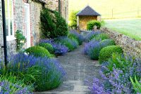 Path running between house and surrounding fields is softened by clumps of Lavandula - Lavender, Nepeta - Catmint and Irises and clipped Box balls. Private garden, Dorset, UK
