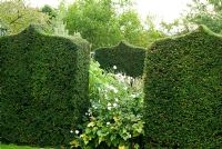 Taxus - Yew clipped into shapes like pointed arches in the White Garden. Bourton House, Bourton-on-the-Hill, Moreton-in-Marsh, Glos, UK