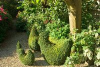 Clipped Buxus - Box hens surrounded by tender perennials such as Salvias, Plectranthus and Cuphea. Bourton House, Bourton-on-the-Hill, Moreton-in-Marsh, Glos, UK