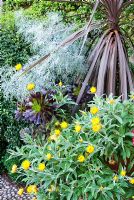 Lushly planted containers in the Fountain Garden include Cordyline, Aeonium 'Zwartkop', yellow Xerochrysum bracteatum 'Dargan Hill Monarch', silvery Cineraria and Fuchsia. Bourton House, Bourton-on-the-Hill, Moreton-in-Marsh, Glos, UK