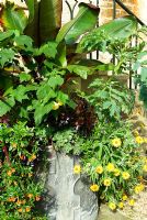 Densely planted container including Musa - Banana, Hibiscus, yellow flowered Xerochrysum and other annuals. Bourton House, Bourton-on-the-Hill, Moreton-in-Marsh, Glos, UK