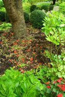 Orange berries of Arums around the base of 30 year old Morus nigra - Mulberry. Beggars Knoll, Newtown, Westbury, Wiltshire, UK
