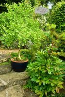 Ginkgo biloba in a pot in the Scholars Garden. Beggars Knoll, Newtown, Westbury, Wiltshire, UK