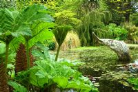 Whale's tail sculpture in the pond surrounded by Gunnera and Restios. Trees include Cordyline australis - Cabbage Palms, and weeping Lagarostrobos franklinii. Trewidden, Buryas Bridge, Penzance, Cornwall, UK
