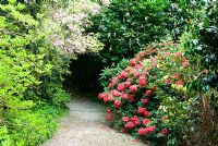 Paths weave between a rich mix of flowering shrubs including Rhododendrons, Camelllias and Azaleas - Trewidden, Buryas Bridge, Penzance, Cornwall, UK