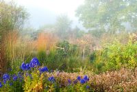 The bog garden on a misty autumn morning - National Botanic Garden of Wales, Middleton Hall, Carmarthenshire, Wales, UK