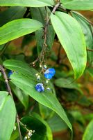 Dichorisandra penduliflora