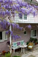 Wisteria sinensis covering the rails of balcony over a patio with white bench and wicker chair next to coffee table