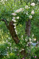 Climbing rose weaving through an apple tree