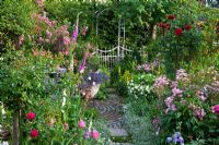Small cottage garden with path through borders of Rosa 'Ballerina', Rosa 'Mozart', Campanula persicifolia, Cerastium tomentosum, Digitalis purpurea, Lobelia erinus and Petunia Surfinia, leading to white metal gate