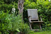 Wooden garden chair next to tree trunk overgrown with Hedera - Ivy roots, surrounded by Digitalis and Prunus laurocerasus 