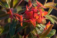 Dew drops on Euphorbia griffithii 'Fireglow'