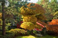 Topiary in a Japanese garden with red painted wooden bridge. Acer palmatum 'Dissectum Atropurpureum', Acer palmatum 'Dissectum', Azalea japonica, Erica, Fagus sylvatica and Pinus sylvestris