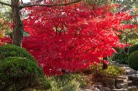 Red coloured leaves of a Acer palmatum 'Osakazuki' - Maple in a Japanese garden with rocky path. Azalea japonica, Erica, Juniperus and Taxus baccata