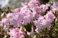 Rhododendron 'Grayswood Pink'