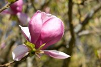 Magnolia x soulangiana 'Lennei'