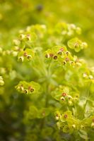 Euphorbia 'Tiny Tim'