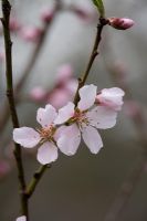 Prunus dulcis 'Robijn'. Fruiting Almond blossom in March