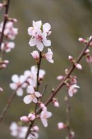 Prunus dulcis 'Robijn'. Fruiting Almond blossom in March
