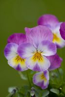 Viola cornuta 'Deltini Rose Pink'