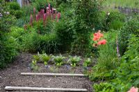 Vegetable patch with sorrel, freshly planted fennel, cabbage and celery among perennial borders of Foeniculum, Geranium psilostemon, Lupinus, Papaver orientale and Rumex acetosa  