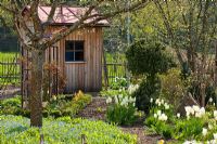 Rural Spring garden with wooden shed in south Germany. Myosotis - Forget-me-nots cover the ground under a fruit tree and mulched pathways lead through box-edged borders, Tulipa fosteriana 'Purissima' grow next to  Buxus - Box topiary surrounded by picket fence. 