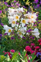 Summer border containing Lilium candidum, Rosa 'Heidefeuer' and  Geranium psilostemon 