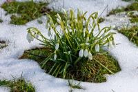 Galanthus nivalis - Snowdrops surrounded by melting snow