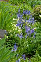 Bluebells and corydalis with iris foliage
