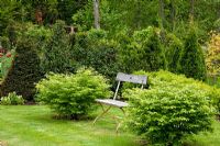 Rustic wood and iron garden bench next to Euonymus alatus and in the background a mixed evergreen hedge containing Chamaecyparis, Taxus and Prunus laurocerasus 
