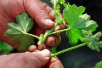 Stems with flowering buds are carefully removed from Pelargonium cuttings