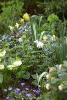 Town garden spring border with Hellebores, Brunnera, Anemone blanda, Narcissus 'Topolino' and Narcissus 'Thalia'.