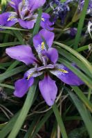 Iris unguicularis close up of flowers