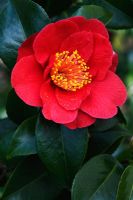Camellia japonica 'Alexander Hunter'